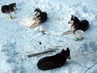 Huskies Erleben